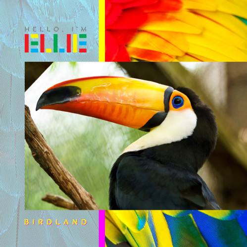 The cover art for Birdland by Hello ,I'm Ellie. The main image is a phot of a toucan, looking to the left. In the background, on the left, is a faded image of a close-up of bird feathers, and on the right is a close-up of brightly-coloured feathers in red, yellow, blue and green. The Hello, I'm Ellie logo is at the top left, and 'BIRDLAND' at the bottom left.